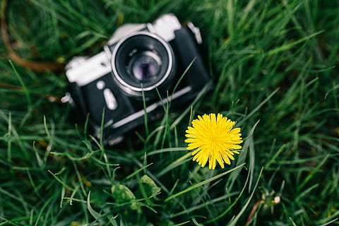 vintage, kamera, bidang, berbunga, pemerkosaan, wanita, musim panas, berkembang, fotografi, juru potret, hobi, musim semi, zenit, gairah, kamera - peralatan fotografi, rumput, teknologi, alam, peralatan, di luar rumah, lensa - alat optik, tema fotografi, bunga, kuning, warna hijau, daun bunga, menanam, tanaman berbunga, kesegaran, pertumbuhan, memotret, aktivitas, peralatan fotografi, tanah, merapatkan, keindahan di alam, hari, kamera digital, kepala bunga, 4K, CC0, domain publik, bebas royalti