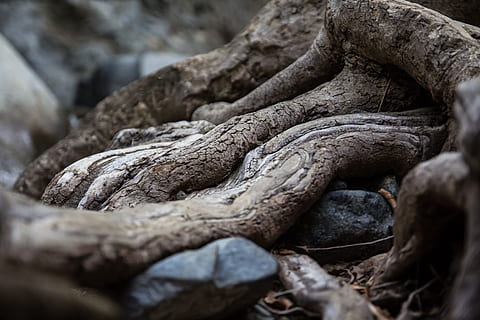 arrels, arbre, planta, primer pla, cap gent, enfocament selectiu, naturalesa, dia, textura, sòlid, aspre, a l'aire lliure, rock, abundància, rock - object, marc complet, fons, tronc de l'arbre, patró, pila, vell, força, 5K, CC0, domini públic, lliure de regalies