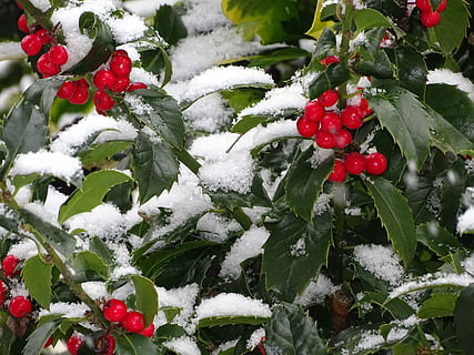encina, baya, árbol, hoja, naturaleza, Principe azul, nieve, invierno, espinoso, verde, fondo, arboleda de aves, arboleda, temperatura fría, Fruta, alimentación saludable, rojo, comida y bebida, fruta de baya, comida, frescura, parte de la planta, crecimiento, planta, congelado, día, bienestar, belleza en la naturaleza, nadie, hielo, serba, al aire libre, clima extremo, grosella, 5K, CC0, dominio público, libre de derechos