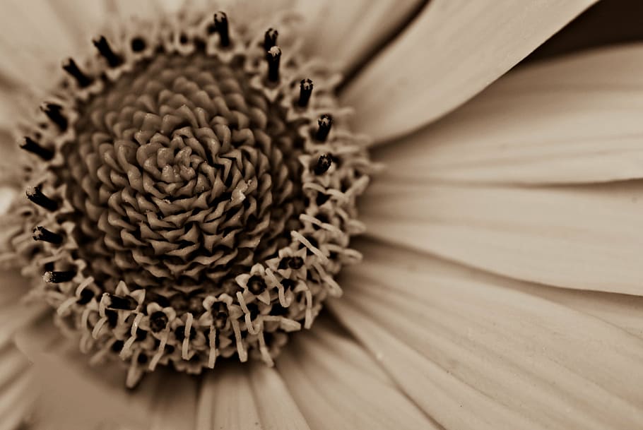 flor, macro, primavera, naturalesa, primer pla, cap gent, planta amb flors, frescor, a l'interior, enfocament selectiu, pètal, tir de l'estudi, planta, natura morta, cap de flor, inflorescència, material de fusta, vulnerabilitat, bellesa a la natura, marc complet, fragilitat, primer pla extrem, pol·len, gra de fusta, 4K