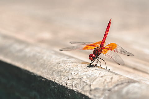 superficiale, fotografia a fuoco, rosso, arancia, libellula, dragonstationary, insetto, animale, natura, ala animale, macro, avvicinamento, damselfly, animali e animali domestici, un animale, temi animali, nessuno, giorno, invertebrato, fauna selvatica, animali allo stato selvatico, all'aperto, parte del corpo animale, messa a fuoco selettiva, bellezza nella natura, volare, 2K, CC0, dominio pubblico, privo di copyright