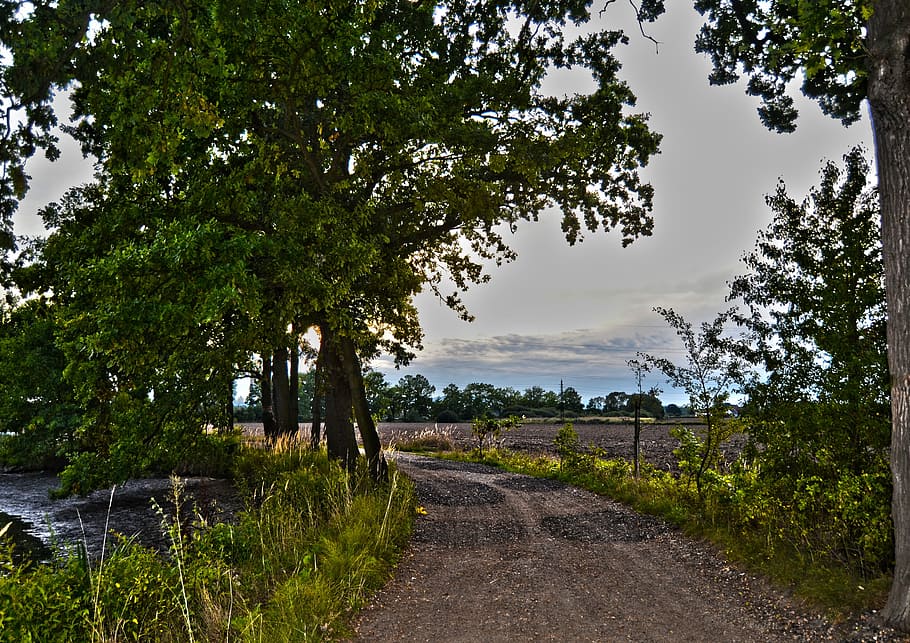 sentiero, alberi, natura, foresta verde, strada forestale, verde, albero, strada, scena rurale, all'aperto, agricoltura, nessuno, pianta, crescita, colore verde, cielo, la tranquillità, campo, erba, scena tranquilla, mezzi di trasporto, la strada davanti, direzione, bellezza nella natura, terra, giorno, acqua, treelined, 2K