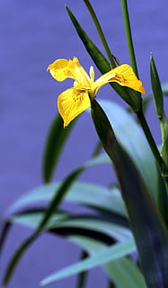 iris, palude, giallo, vegetazione, petali, fiore giallo, fiume, Alsazia, pianta fiorita, fiore, pianta, bellezza nella natura, petalo, freschezza, crescita, avvicinamento, vulnerabilità, fragilità, infiorescenza, testa di fiore, natura, nessuno, parte vegetale, concentrarsi sulle conoscenze acquisite, foglia, all'aperto, giorno, viola, iris - pianta, sepalo, 2K, CC0, dominio pubblico, privo di copyright
