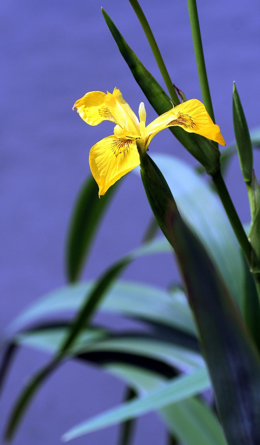 iris, palude, giallo, vegetazione, petali, fiore giallo, fiume, Alsazia, pianta fiorita, fiore, pianta, bellezza nella natura, petalo, freschezza, crescita, avvicinamento, vulnerabilità, fragilità, infiorescenza, testa di fiore, natura, nessuno, parte vegetale, concentrarsi sulle conoscenze acquisite, foglia, all'aperto, giorno, viola, iris - pianta, sepalo, 2K