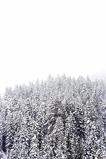 landskabsfoto, snedækkede, fyrretræer, lyse, tåget, himmel, sne, vinter, hvid, kold, vejr, is, træer, planter, natur, tåge, kold temperatur, fyrretræ, Skov, ingen mennesker, dag, træ, landskab, plante, skønhed i naturen, ro, vækst, rolig scene, jord, kopiere plads, scenics - natur, skyfri himmel, miljø, udendørs, nåletræ, 5K, CC0, offentligt domæne, royaltyfrie