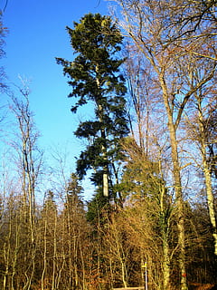 verde, foresta, cielo blu, albero, atmosfera, legna, umore, blu, cielo, grande aggiunta, colore, thurgau, Svizzera, Sommeri, pianta, crescita, la tranquillità, Inquadratura dal basso, bellezza nella natura, nessuno, natura, scena tranquilla, terra, giorno, scenics - natura, ramo, all'aperto, scena non urbana, autunno, cielo sereno, 4K, CC0, dominio pubblico, privo di copyright