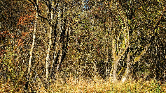 schrubben, Dickicht, verschlungen, Gebüsch, Umgebung, ästhetisch, Natur, wild, Wachstum, Wald, Öko, Geäst, Pflanze, Land, Baum, Schönheit in der Natur, Ruhe, keine Leute, Tag, Baumstamm, Kofferraum, Nicht-städtische Szene, ruhige Szene, draußen, Szenen - Natur, Gras, Feld, 5K, CC0, gemeinfrei, lizenzfrei