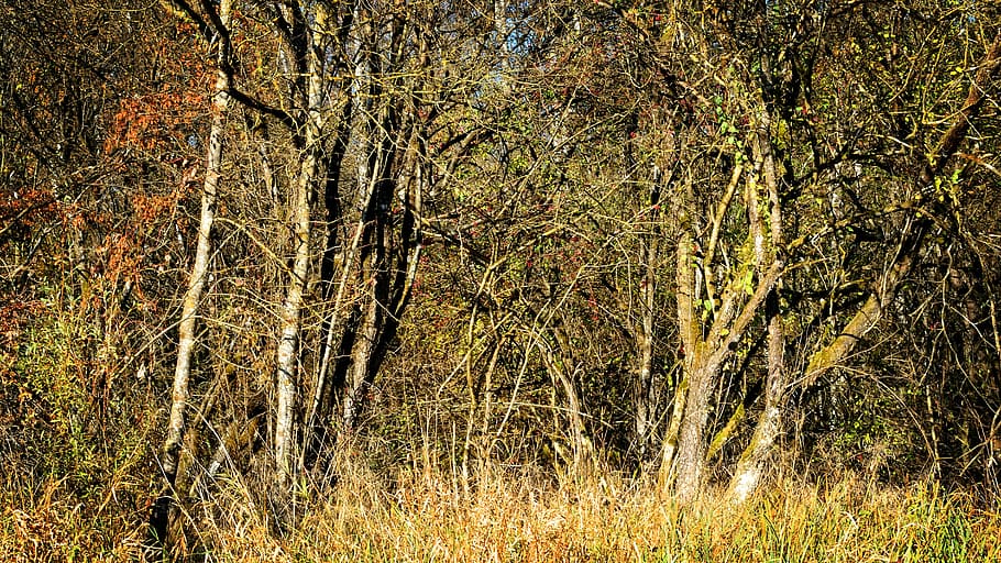 fregar, matollar, devorat, arbusts, medi ambient, estètic, naturalesa, salvatge, creixement, bosc, eco, branques, planta, terra, arbre, bellesa a la natura, tranquil·litat, cap gent, dia, tronc de l'arbre, tronc, escena no urbana, escena tranquil·la, a l'aire lliure, escenics - natura, herba, camp, 5K