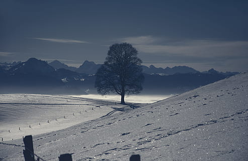 spoglio, albero, circondato, Marrone, sabbia, giorno, montagna, coperto, la neve, invernale, notte, inverno, snowscape, natura, paesaggio, freddo - temperatura, Paesaggi, all'aperto, nessuno, bianca, cielo, scena tranquilla, temperatura fredda, tempo metereologico, bellezza nella natura, scenics - natura, ambiente, la tranquillità, copertura, nuvola - cielo, terra, scena non urbana, campo, montagna innevata, 5K, CC0, dominio pubblico, privo di copyright