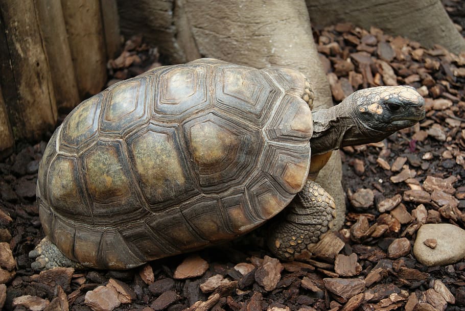 tortuga, rèptil, naturalesa, rèptils, escut, aigua, tortuga d'aigua, closca de tortuga, un animal, closca d’animals, animal, temes d'animals, fauna animal, vertebrats, primer pla, animals a la natura, cap gent, shell, a l'aire lliure, mascotes, dia, terra, camp, 4K