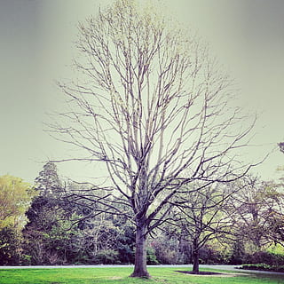 brown, trees, daytime, gray bare tree, tree, nature, grass, fall, bare, autumn, landscape, branch, cold light, majestic, big, automn, yard, fog, gray, plant, beauty in nature, bare tree, sky, tranquility, growth, tranquil scene, no people, scenics - nature, park, land, day, field, outdoors, environment, isolated, 1080P, CC0, public domain, royalty free