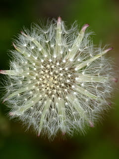 dent de lleó, tancar, vora del camí, llavors, planta amb flors, flor, fragilitat, vulnerabilitat, inflorescència, primer pla, planta, bellesa a la natura, cap de flor, frescor, creixement, cap gent, naturalesa, suavitat, llavor de dent de lleó, centrar-se en primer pla, Color blanc, enfocament selectiu, 2K, CC0, domini públic, lliure de regalies