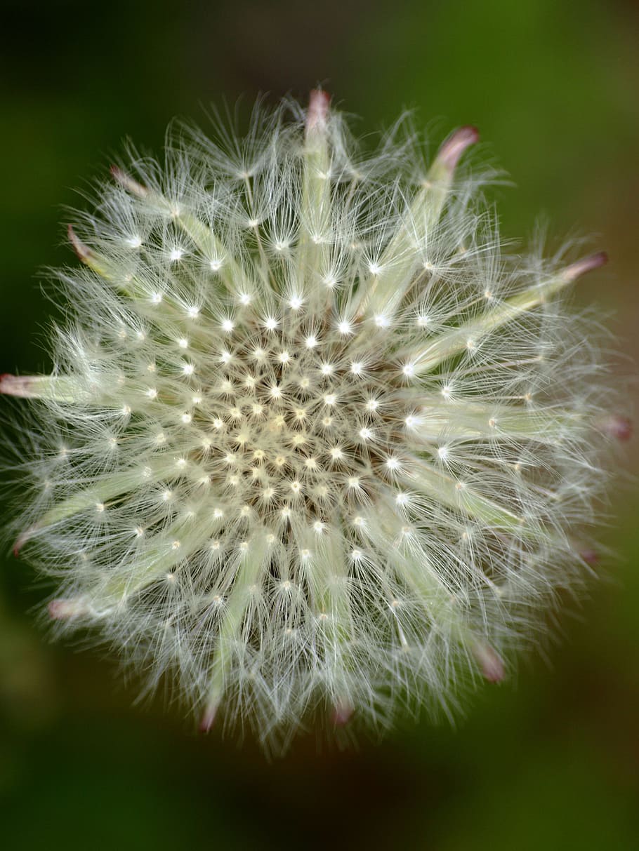 dent de lleó, tancar, vora del camí, llavors, planta amb flors, flor, fragilitat, vulnerabilitat, inflorescència, primer pla, planta, bellesa a la natura, cap de flor, frescor, creixement, cap gent, naturalesa, suavitat, llavor de dent de lleó, centrar-se en primer pla, Color blanc, enfocament selectiu, 2K