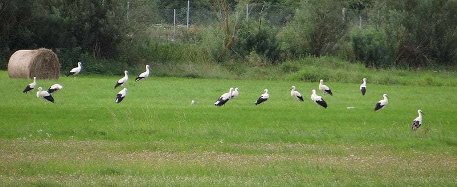 volar fora, cigonyes, dieta, herba, ocell, vertebrats, planta, temes d'animals, fauna animal, animals a la natura, animal, grup d’animals, terra, gran grup d’animals, naturalesa, dia, camp, color verd, arbre, a l'aire lliure, longitud completa, volant, ramat d’ocells, 2K