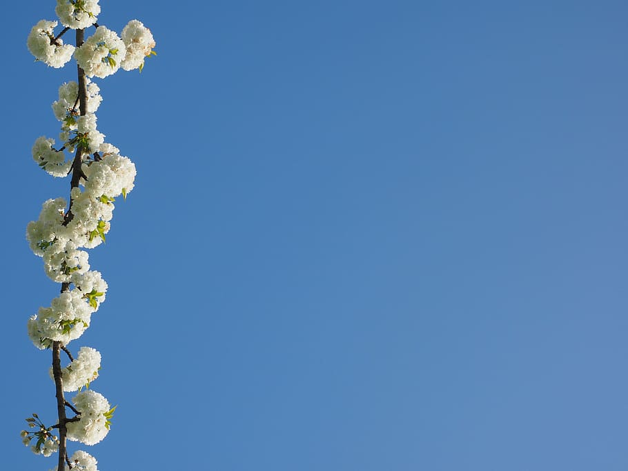 flor de cirerer, blanc, cirera, primavera, flor, florir, flor blanca, arbre, branques de flors, herrlich, desbordant, exuberant, blütenmeer, arbre de flors, dia d’estiu, dia assolellat, blau, còpia espai, cel clar, cel, naturalesa, planta amb flors, cap gent, planta, bellesa a la natura, dia, Color blanc, vista d’angle baix, creixement, fragilitat, a l'aire lliure, primer pla, vulnerabilitat, frescor, 4K