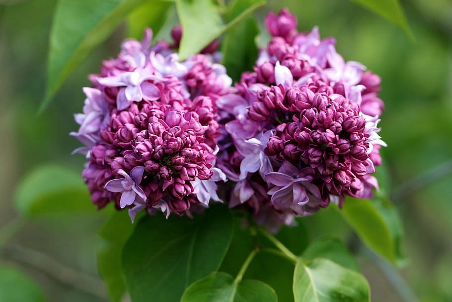 forår, uden, lilla, violet, haven blomster, Busk, en haveplante, lyserøde blomster, have, havebuske, blomstrende blomster, blomstrende plante, blomst, friskhed, skønhed i naturen, plante, sårbarhed, skrøbelighed, tæt på, kronblad, vækst, natur, lyserød farve, fokus på forgrunden, plante del, blomsterstand, blomsterhoved, blad, ingen mennesker, dag, udendørs, flok blomster, blomster arrangement, buket, 5K