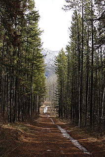 strada forestale, sentiero, foresta, strada, natura, paesaggio, verde, albero, all'aperto, panoramico, modo, luce, primavera, viaggio, parco, naturale, rurale, stagione, scena, giorno, autunno, campagna, boschi, corsia, pianta, la strada davanti, direzione, terra, crescita, scena tranquilla, nessuno, la tranquillità, bellezza nella natura, cielo, scena non urbana, bosco, mezzi di trasporto, prospettiva decrescente, treelined, lungo, 2K, CC0, dominio pubblico, privo di copyright