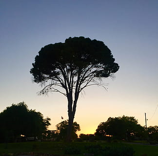 crepuscolo, sera, parco, albero, verde, erba, cielo, pianta, tramonto, silhouette, bellezza nella natura, la tranquillità, crescita, natura, scena tranquilla, scenics - natura, nessuno, campo, cielo sereno, ambiente, terra, colore arancione, all'aperto, paesaggio, scena non urbana, 1080P, CC0, dominio pubblico, privo di copyright