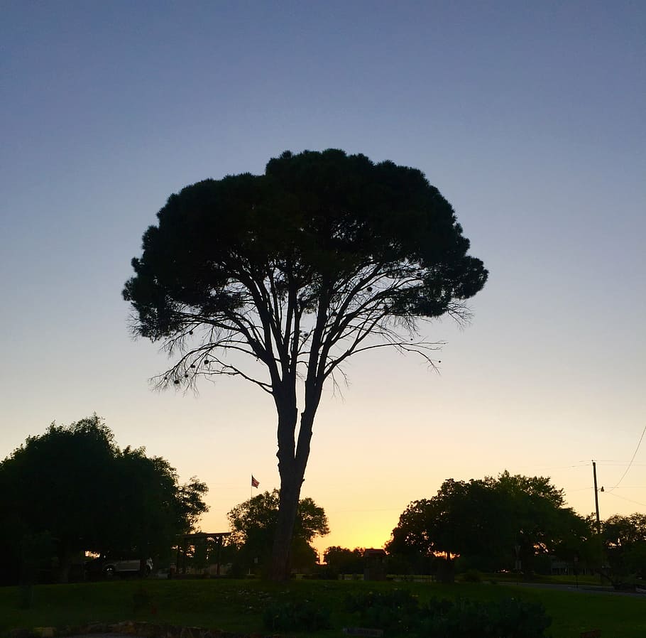 crepuscolo, sera, parco, albero, verde, erba, cielo, pianta, tramonto, silhouette, bellezza nella natura, la tranquillità, crescita, natura, scena tranquilla, scenics - natura, nessuno, campo, cielo sereno, ambiente, terra, colore arancione, all'aperto, paesaggio, scena non urbana, 1080P