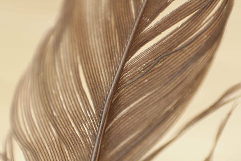 hnědé peří, detailní, fotografie, hnědý, Pírko, peří, textura, vzor, prameny, bokeh, ještě pořád, detail, krása, nikdo, křehkost, Příroda, den, pozitivní emoce, vlasy, studio shot, milovat, lidský vlas, selektivní zaměření, romantika, jeden objekt, tvar srdce, uvnitř, účes, lidé, pozadí, barevné pozadí, měkkost, den svatého Valentýna - dovolená, 5K, CC0, veřejná doména, bez autorských práv