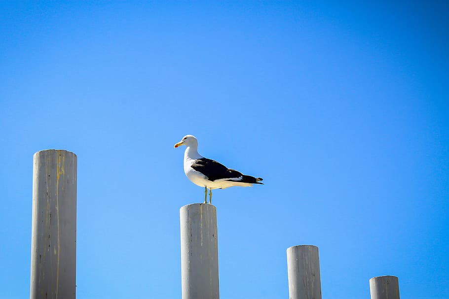 av, cel, gavina, ocell, los vilos, observació d'aus, temes d'animals, animal, fauna animal, animals a la natura, vertebrats, un animal, blau, posat, cel clar, cap gent, publicació, naturalesa, post de fusta, dia, còpia espai, vista lateral, pol, longitud completa, columna arquitectònica, 4K