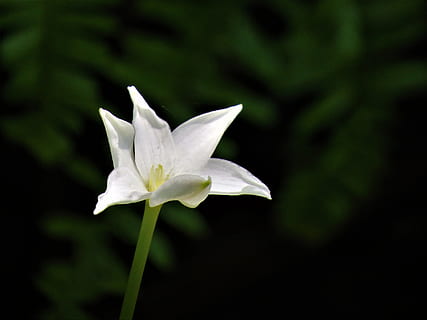 flower, white, wildflower, tiny, flowering plant, fragility, vulnerability, freshness, plant, petal, beauty in nature, close-up, inflorescence, white color, flower head, growth, nature, focus on foreground, no people, outdoors, botany, day, 4K, CC0, public domain, royalty free
