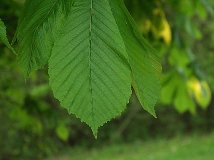le foglie, faggio, foresta, albero, natura, verde, foglia, parte vegetale, colore verde, pianta, avvicinamento, crescita, nessuno, giorno, concentrarsi sulle conoscenze acquisite, all'aperto, bellezza nella natura, vena fogliare, freschezza, sfondi, messa a fuoco selettiva, modello naturale, vulnerabilità, fragilità, 2K, CC0, dominio pubblico, privo di copyright