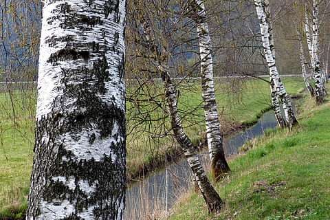 bedoll, aigües, arbres, arbre, tronc de l'arbre, tronc, planta, terra, bosc, cap gent, naturalesa, bellesa a la natura, dia, tranquil·litat, creixement, escenics - natura, a l'aire lliure, aigua, escena tranquil·la, herba, escena no urbana, pi, bosc de pi, arbre de coníferes, 2K, CC0, domini públic, lliure de regalies