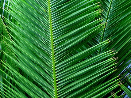 foto de enfoque, verde, hojeado, árbol, palma, hoja, tropical, Coco, flora, color verde, parte de la planta, crecimiento, planta, antecedentes, palmera, hoja de palma, fotograma completo, naturaleza, nadie, de cerca, belleza en la naturaleza, patrón natural, día, modelo, al aire libre, fronda, clima tropical, hojas, selva, 4K, CC0, dominio público, libre de derechos