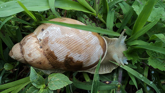 konk, snegl, mollusk, skal, blad, plante, plante del, grøn farve, vækst, mad, tæt på, mad og drikke, ingen mennesker, natur, friskhed, grøntsag, dyreliv, dag, dyr i naturen, sund kost, hvirvelløse, velvære, dyreskal, 4K, CC0, offentligt domæne, royaltyfrie