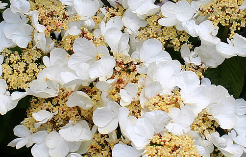 flor, flors, ortensia, escalada, fulles, farbenpracht, naturalesa, Color blanc, planta amb flors, frescor, marc complet, bellesa a la natura, primer pla, vulnerabilitat, pètal, fragilitat, abundància, cap gent, fons, planta, dia, vista d’angle alt, inflorescència, cap de flor, a l'aire lliure, 5K, CC0, domini públic, lliure de regalies