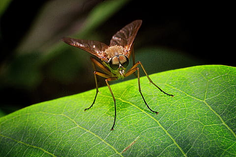 mucha, macro, insecte, primer pla, full, naturalesa, animal, ala dels animals, papallona - insecte, vida salvatge, estiu, color verd, bellesa a la natura, insectes, un animal, temes d'animals, invertebrat, fauna animal, part de la planta, animals a la natura, cap gent, centrar-se en primer pla, part del cos dels animals, a l'aire lliure, dia, planta, enfocament selectiu, 2K, CC0, domini públic, lliure de regalies