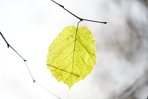 selektiv, fokus fotografering, grønn, blad, hassel, blader, busk, hasselblad, hasselnøtt, vanlig hassel, bjørkhus, baklys, corylus avellana, hasselnøttblad, høst, rikelig med naturlig lys, lysegrønn, nærbilde, ingen folk, dag, hvit bakgrunn, plante del, bladvein, natur, anlegg, grønn farge, fokusere på forgrunnen, endring, utendørs, tre, sårbarhet, studio skudd, skjørhet, vekst, skjønnhet i naturen, himmel, lønneblad, naturlig tilstand, 8K, CC0, offentlig domene, opphavsrett gratis