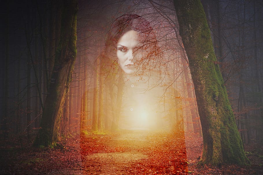 silueta, dona, bosc, fantasma, gòtic, horror, por, fantasmal, misteri, embruixat, arbre, terra, planta, naturalesa, tronc de l'arbre, tronc, fantasia, bellesa a la natura, tranquil·litat, raig de sol, escena tranquil·la, boira, tardor, llum solar, compost digital, una persona, a l'aire lliure, canvi, 5K