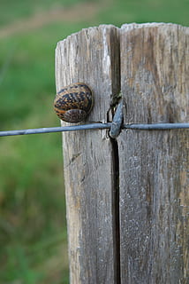 lumaca, pre, inviare, temi animali, mollusco, animale, fauna selvatica, legno - materiale, gasteropode, conchiglia, un animale, invertebrato, guscio di animale, avvicinamento, animali allo stato selvatico, nessuno, barriera, giorno, concentrarsi sulle conoscenze acquisite, recinto, sicurezza, confine, all'aperto, post in legno, strisciando, 4K, CC0, dominio pubblico, privo di copyright