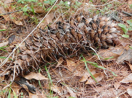 ananas, fyr, skov, træ, fyrretræ, Skov, grannåle, fyrgren, pinnace, natur, blade, frugt, bud, fyrfrugt, træer, frø, kegle, dag, ingen mennesker, udendørs, tæt på, græs, jord, Mark, plante, høj vinkel visning, plante del, tør, blad, dyr, faldende, dyre temaer, vækst, træ - materiale, rodet, 4K, CC0, offentligt domæne, royaltyfrie