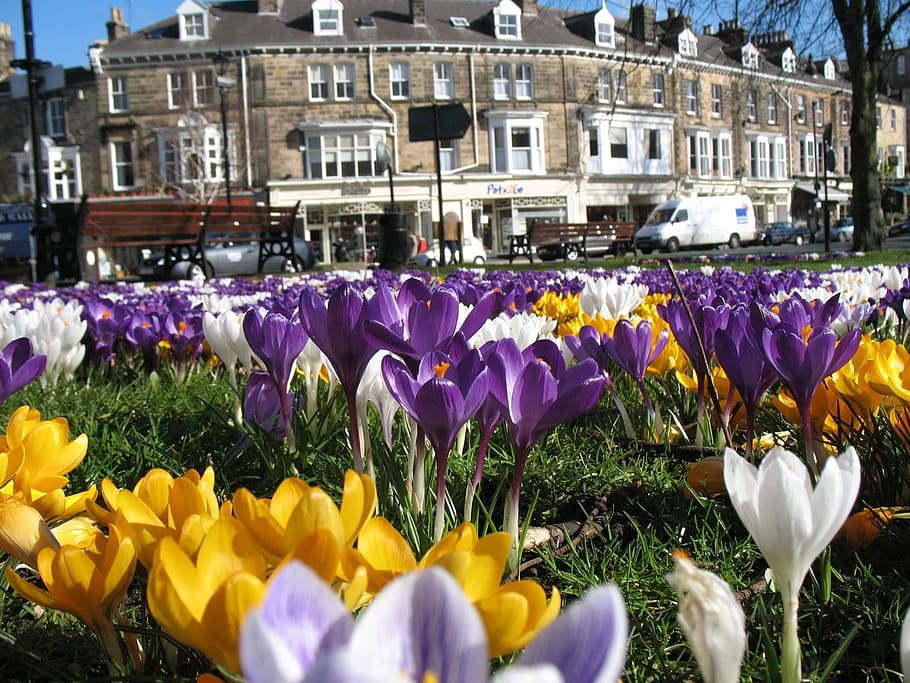 safrà, crocus, parc, florir, flor, primavera, tancar, detall, flors, foto, imatge, planta amb flors, planta, fragilitat, vulnerabilitat, frescor, arquitectura, creixement, exterior de l'edifici, bellesa a la natura, estructura construïda, pètal, naturalesa, groc, cap de flor, inflorescència, porpra, camp, primer pla, cap gent, iris, llit de flors, 720P