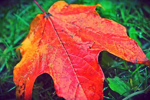 full, tardor, caure, vermell, groc, naturalesa, temporada, taronja, color, fulles, maple, fullatge, brillant, natural, octubre, marró, estacional, bosc, colorit, daurat, de novembre, setembre, part de la planta, planta, primer pla, canvi, creixement, bellesa a la natura, color taronja, vena de la fulla, cap gent, dia, centrar-se en primer pla, fragilitat, vulnerabilitat, fulla d'auró, a l'aire lliure, condició natural, rosada, gota de pluja, 4K, CC0, domini públic, lliure de regalies