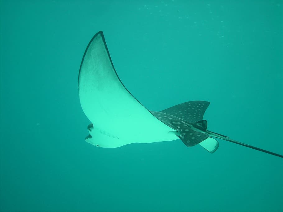 bianca, nero, pungiglione, nuoto, acqua, raggi d'aquila, raggi, razze, mare, immersione, pesce, galleggiante, ala, temi animali, animale, animali allo stato selvatico, fauna selvatica, un animale, subacqueo, sottomarino, nessuno, vita marina, vertebrato, natura, marino, blu, invertebrato, avvicinamento, color turchese, 2K