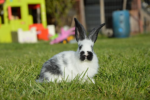 Hase, Natur, Frühling, Tierthemen, Tier, Gras, inländisch, Säugetier, ein Tier, Haustiere, Pflanze, Wirbeltier, Hund, Eckzahn, Kaninchen - Tier, keine Leute, Fokus auf den Vordergrund, Tag, Jungtier, grüne Farbe, selektiver Fokus, klein, 5K, CC0, gemeinfrei, lizenzfrei