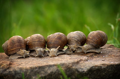 cinco caracoles marrones, caracol, Caracoles, cáscara, despacio, molusco, gatear, macro, alojamiento, criatura, mundo animal, sonda, caparazón de caracol, moco, temas de animales, animal, enfoque selectivo, fauna animal, grupo de animales, nadie, día, animales en la naturaleza, de cerca, naturaleza, invertebrado, al aire libre, caparazón de animal, centrarse en primer plano, tierra, zoología, comida y bebida, marrón, 1080P