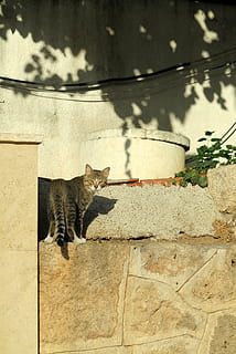 Katze, Truthahn, katzenartig, Hauskatze, Tierthemen, Tier, Säugetier, ein Tier, Haustiere, inländisch, Wirbeltier, keine Leute, Wandbau - Funktion, Tag, Sitzung, Natur, Sonnenlicht, die Architektur, Wand, gebaute Struktur, Whisker, 4K, CC0, gemeinfrei, lizenzfrei