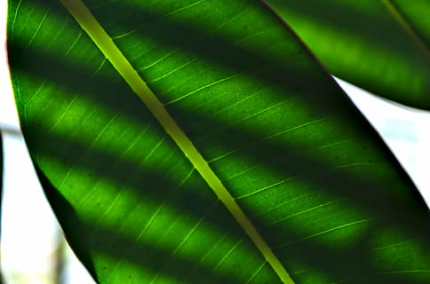 blad, plante, grøn, struktur, makro, frisk, skygger, tæt på, mønster, natur, baggrunde, grøn farve, abstrakt, friskhed, træ, tropisk klima, plante del, ingen mennesker, vækst, dag, naturligt mønster, bladvenen, skønhed i naturen, fokus på forgrunden, udendørs, sollys, bananblad, Palme træ, palmblad, blade, blødt fokus, 1080P, CC0, offentligt domæne, royaltyfrie