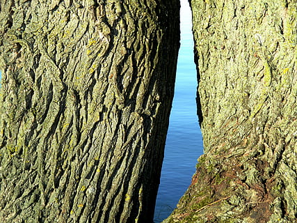 eik, tre, stamme, bark, natur, vann, trestamme, ingen folk, strukturert, dag, ro, ujevn, utendørs, skjønnhet i naturen, sollys, anlegg, nærbilde, rolig scene, stein, land, hav, 4K, CC0, offentlig domene, opphavsrett gratis