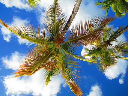 orm, øje-visning fotografering, grøn, bladede, træ, himmel, håndflade, Sky, caribbean, ø, tropisk, hav, blå, solrig, sol, kokosnød, rejse, ferie, natur, Palme træ, lav vinkel visning, sky - himmel, ingen mennesker, udendørs, dag, tropisk klima, plante, palmblad, blad, ro, vækst, skønhed i naturen, tropisk træ, kokos palme, sollys, direkte under, 4K, CC0, offentligt domæne, royaltyfrie