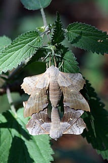 møl, makro, lepidoptera, british, parring, natur, insekt, vinger, par, blad, plante del, plante, tæt på, vækst, skønhed i naturen, fokus på forgrunden, ingen mennesker, dag, sårbarhed, skrøbelighed, grøn farve, blomst, blomstrende plante, udendørs, friskhed, hvirvelløse, dyr i naturen, dyreliv, blomsterhoved, blade, visnet plante, 5K, CC0, offentligt domæne, royaltyfrie