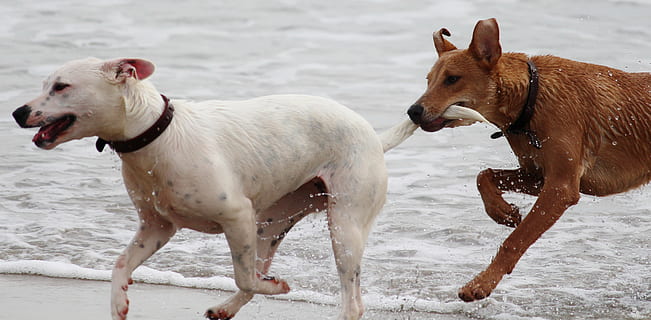 two, short-coated, white, brown, dogs, batons, play, bite, romp, beach, pet, pull tail, animal themes, dog, domestic animals, water, mammal, pets, cold temperature, day, outdoors, nature, animal, domestic, group of animals, canine, motion, two animals, vertebrate, winter, no people, 5K, CC0, public domain, royalty free
