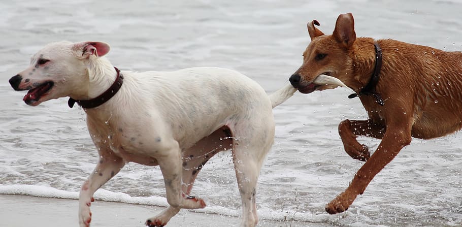 dos, recobert curt, blanc, marró, gossos, bastons, jugar, mossegar, platja, mascota, treure la cua, temes d'animals, gos, animals domèstics, aigua, mamífer, mascotes, temperatura de fred, dia, a l'aire lliure, naturalesa, animal, nacional, grup d’animals, caní, moviment, dos animals, vertebrats, hivern, cap gent, 5K