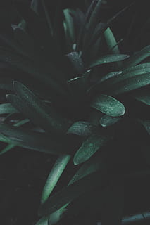 fotografie, zelená, hadí rostlina, makro fotografie, dlouho, listoval, rostlina, mě, e, s m, e r, Příroda, detail, pozadí, aloe, růst, list, aloe vera rostlina, zelená barva, rostlinné části, nikdo, krása v přírodě, sukulentní rostlina, hrnkové rostliny, svěžest, vysoký úhel pohledu, den, medicína, botanika, bylinková medicína, venku, domácí rostlina, 5K, CC0, veřejná doména, bez autorských práv