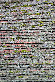 patró, maó, naturalesa, verd, pl, paisatge, vegetació, planta, heura, bellesa, fons, marc complet, paret de maó, cap gent, arquitectura, paret, textura, estructura construïda, dia, funció de construcció de parets, arranjament, a l'aire lliure, gran grup d'objectes, vell, repetició, en fila, molsa, abundància, 4K, CC0, domini públic, lliure de regalies